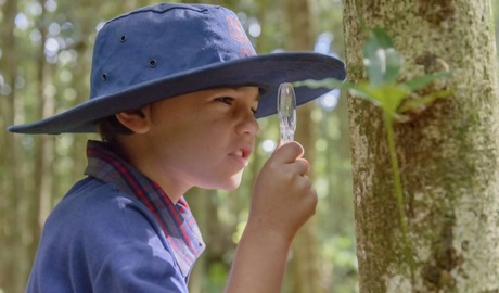 Primary school student studying bark with a magnifying glass during a school excursion. Photo: J. Spencer/OEH