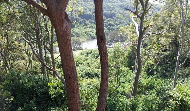 Rainforest in Glenrock State Conservation Area. Photo: Jo Thompson/OEH