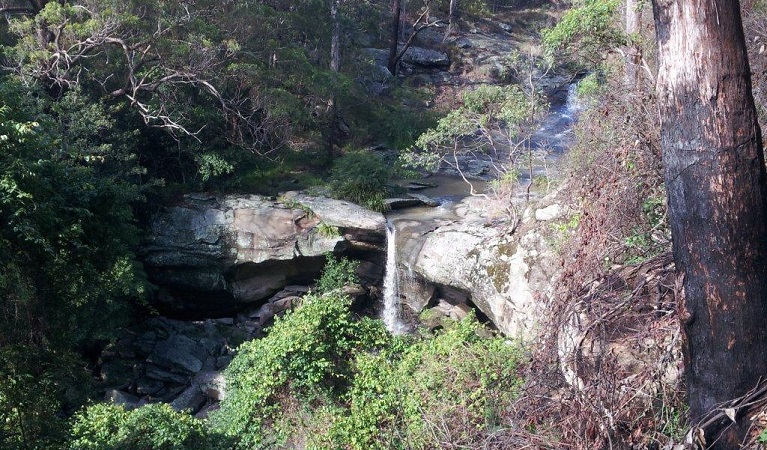 Rainforest in Glenrock State Conservation Area. Photo: Jo Thompson/OEH