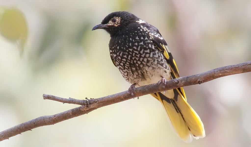 A Regent honeyeater perched on a branch in the sun. Photo: Mick Roderick &copy; the photographer