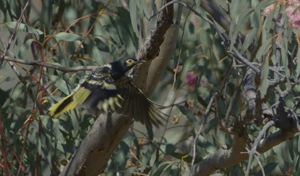 A regent honeyeater in mid-flight through branches. Photo: Bruce Thompson &copy; the photographer