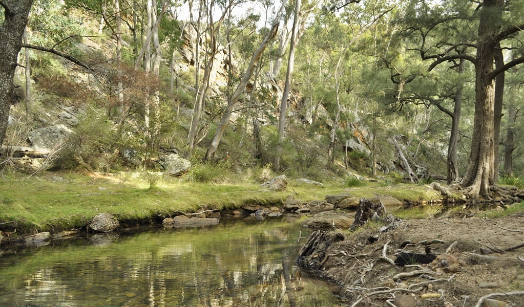 Open woodland surrounding a still creek with mossy banks, Capertee National Park. Photo: Michelle Barton &copy; DPE