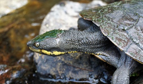Close up image of the Manning River helmeted turtle, showing the yellow stripe from its jaw to the neck of its shell. Credit: Darren Fielder/DCCEEW © the photographer