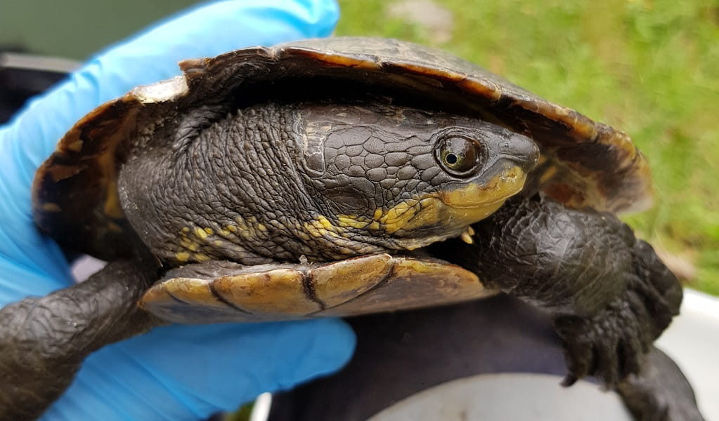 Close up image of Manning River helmeted turtle, held by a scientist, showing the turtle's head, with yellow stripe from its jaw, its shell and its left front foot, which is webbed and has claws. Credit: Darren Fielder/DCCEEW &copy; the photographer