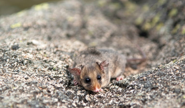 Mountain pygmy-possum, Kosciuszko National Park. Photo: Dan Nicholls/OEH
