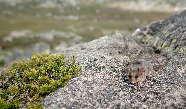 Mountain pygmy-possum on a boulder, Kosciuszko National Park. Photo: Dan Nicholls/OEH