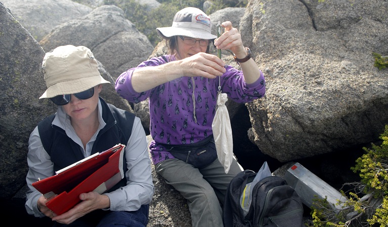 Researchers studying the mountain pygmy-possum, Kosciuszko National Park. Photo: Dan Nicholls/OEH