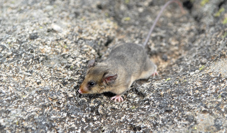 Mountain pygmy-possum, Kosciuszko National Park. Photo: Dan Nicholls/OEH