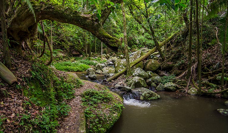 Border Ranges National Park. Photo: John Spencer