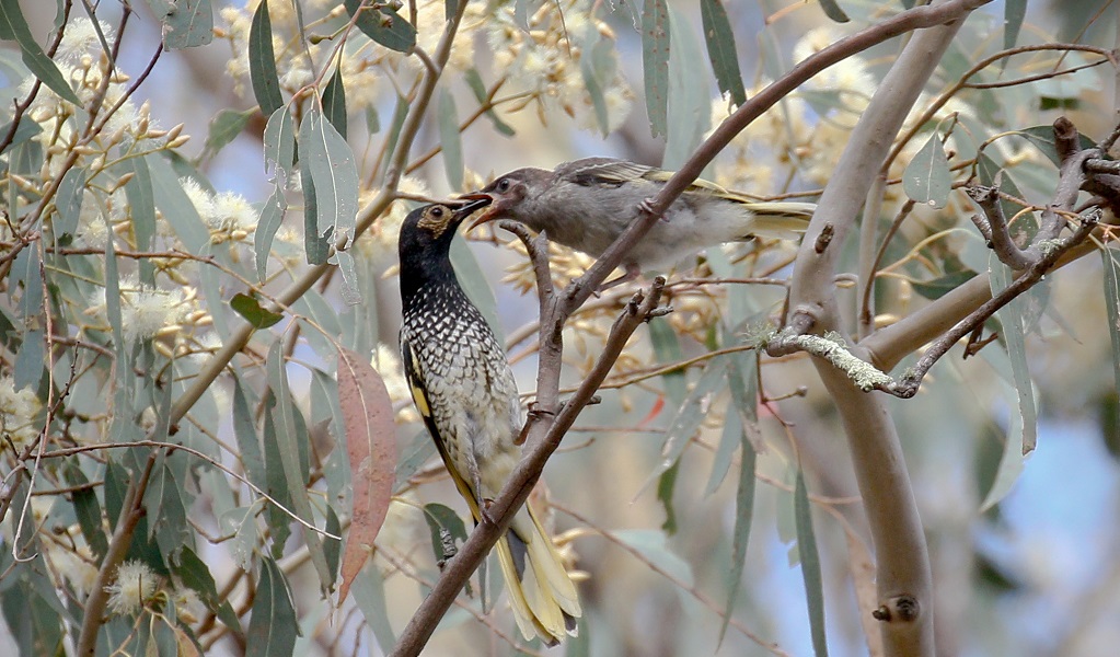 Regent honeyeater feeding a juvenile. Photo: Mick Roderick &copy; the photographer