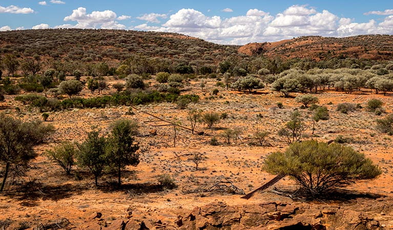 Desert and arid shrublands environment, Mutawintji National Park. Photo: John Spencer