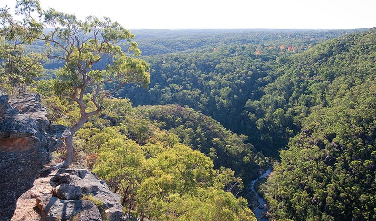 Eucalypt forests environment, Tunnel View lookout, Blue Mountains National Park. Photo: Nick Cubbin