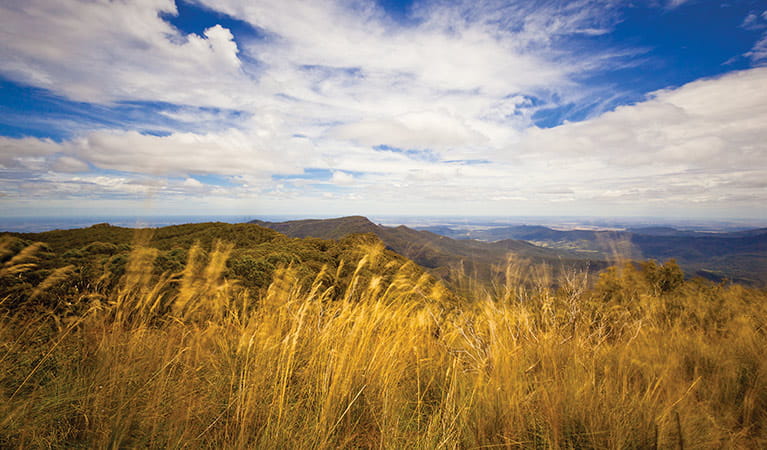 Grasslands environment, Mount Kaputar summit lookout, Mount Kaputar National Park. Photo: Rob Cleary/Seen Australia
