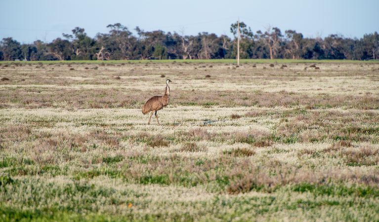 Oolambeyan National Park. Photo: John Spencer