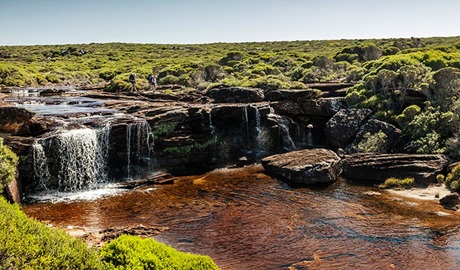 Heathlands environment, Eagle Rock, Royal National Park. Photo: David Finnegan