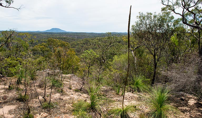 Howes trail, Yengo National Park. Photo: John Spencer