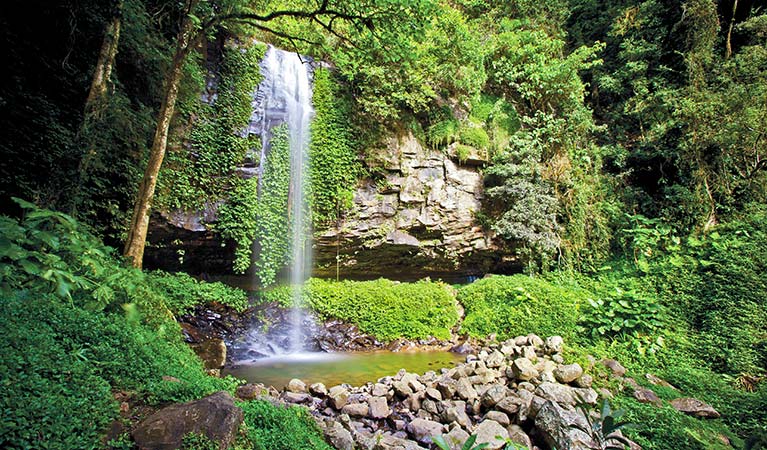 Rainforest environment, Crystal Shower Falls, Dorrigo National Park. Photo: Rob Cleary/Seen Australia