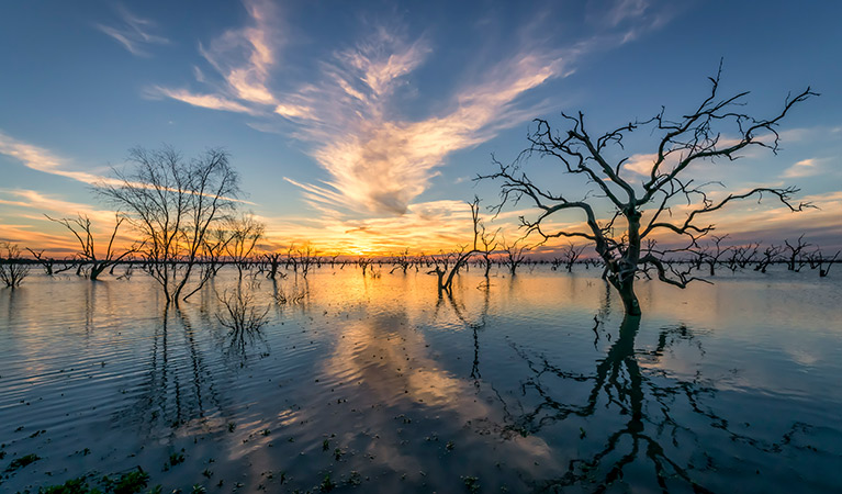 Wetlands (freshwater) environment, Kinchega National Park. Photo: John Spencer