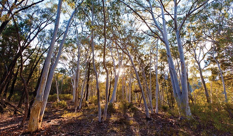 Whitegum lookout, Warrumbungle National Park. Photo: Rob Cleary