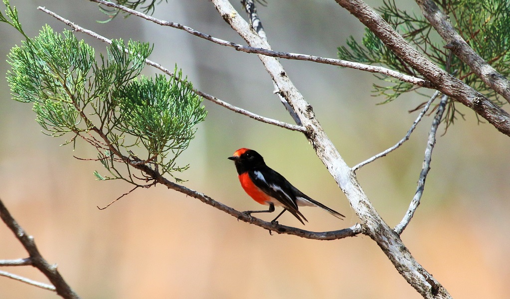 Red-capped robin on a tree branch. The little bird has a bright red forehead and breast, black head and beak, and black and white wings. Photo: Nicola Brookhouse &copy; DPE