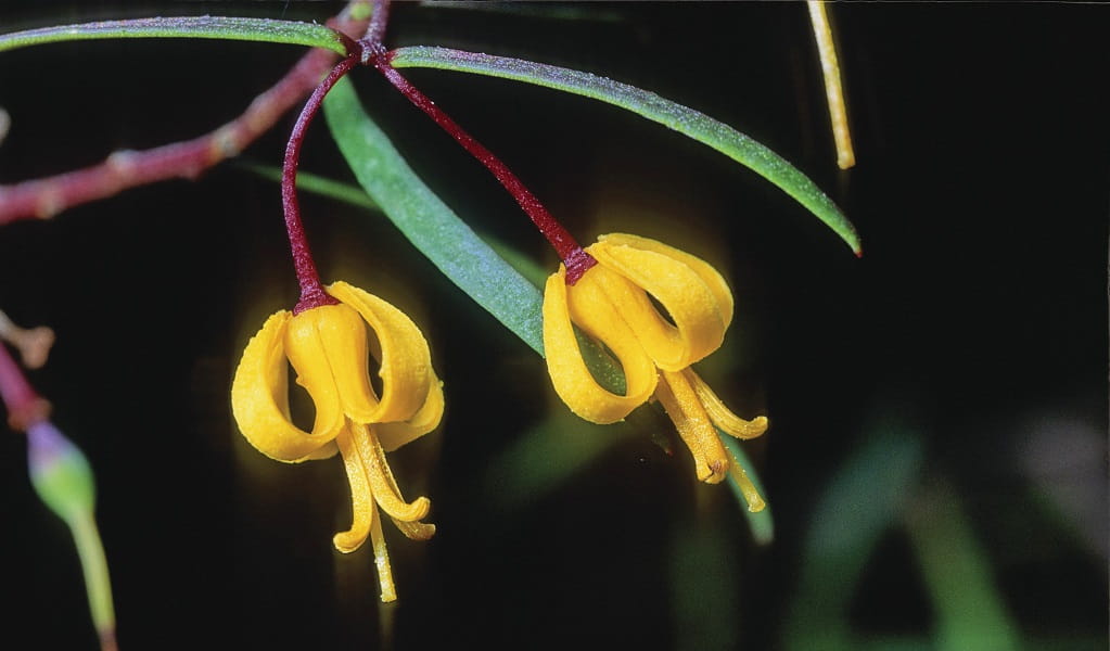 The nodding geebung, with 2 bright yellow bell-shaped blossoms nodding down from its crimson branch. Photo: Michael Cufer &copy; The photographer