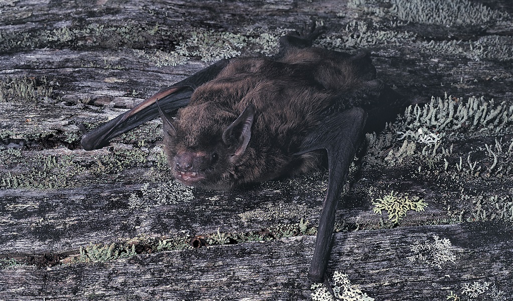 An eastern false pipistrelle, a small bat with brown fur and wings folded inward, on rocky ground. Photo: Pavel German &copy; DPE