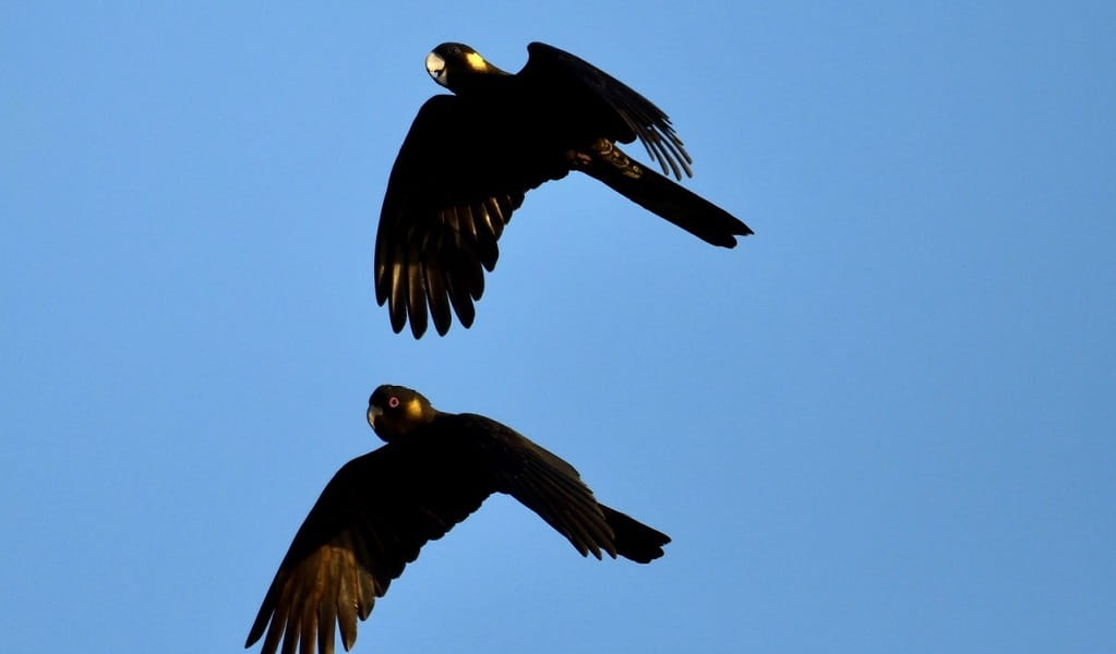A pair of black cockatoos flying through the air. Credit: Mike Barrow &copy; Aussie Bird Tours
