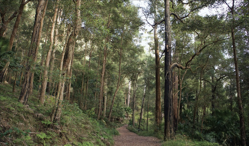 A bush trail kids will explore on an Aussie Wild Nature Discovery tour in Royal National Park. Photo &copy; Ricki Coughlan