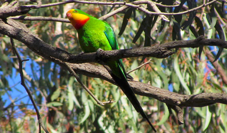 A superb parrot sits on a branch in the canopy of a gum tree. Photo credit:  Philip Maher &copy; Australian Ornithological Services