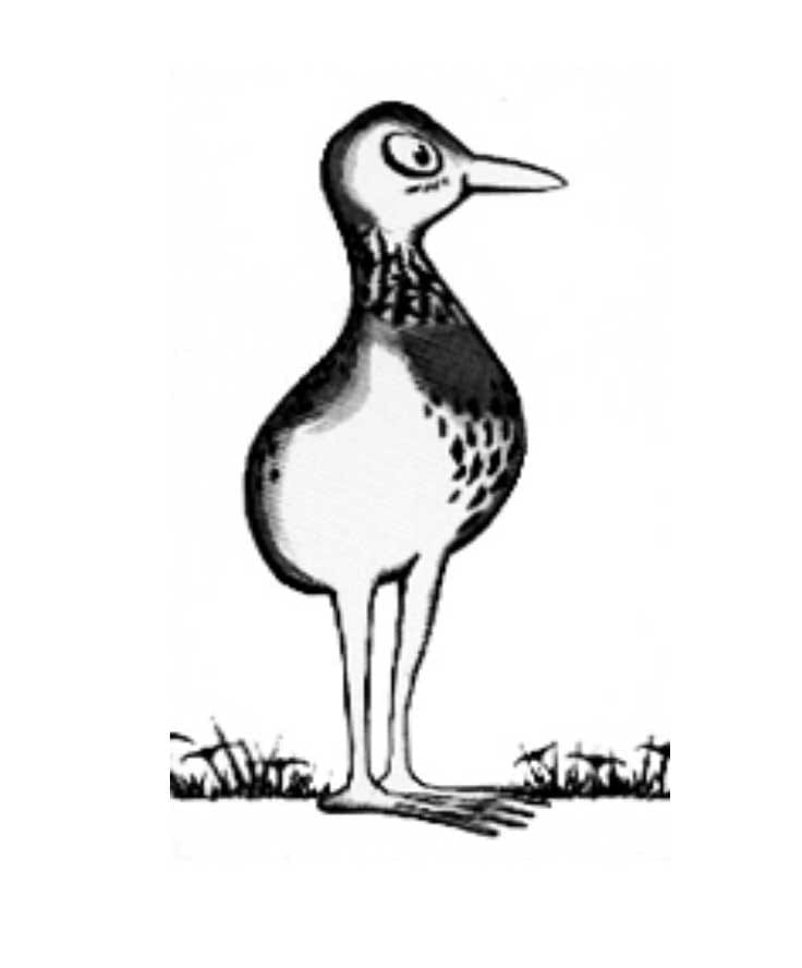 Australian Ornithological Services logo.  Photo &copy; Australian Ornithological Services