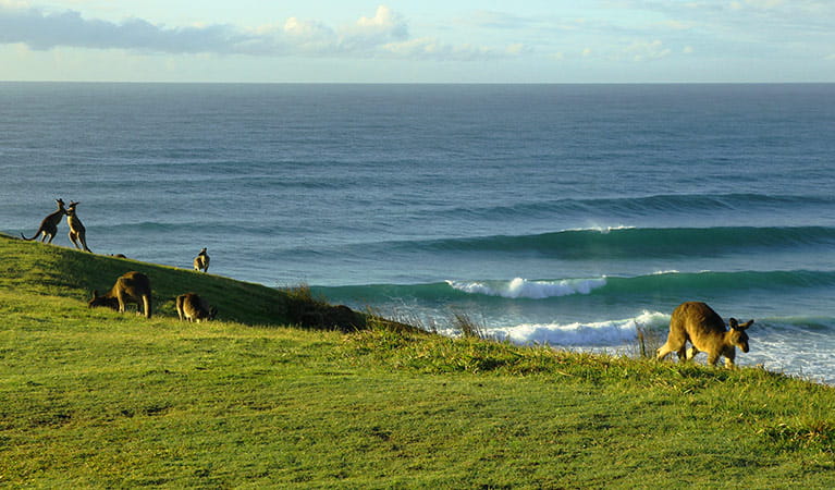 Grassy coastal slope with kangaroos against a backdrop of gently breaking ocean waves. Photo &copy; Paget Thompson