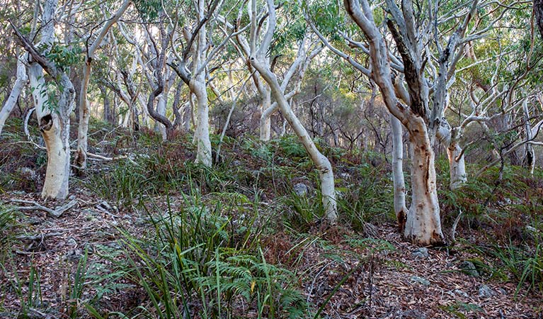 Scribbly gum trees in Jervis Bay National Park.  Photo credit: Michael Van Ewijk &copy; DPIE