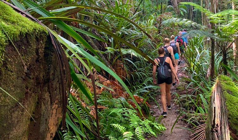 View of bushwalkers trekking along a forest trail enveloped by dense, green rainforest vegetation.  Photo &copy; Byron Bay Adventure Tours