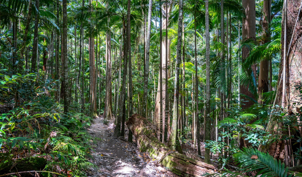 View of rainforest in Nightcap National Park Photo: Connect Adventures