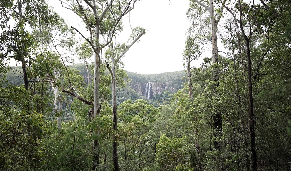 Dense bushland with a view of Minyon Falls in the distance. Photo &copy; Jeremy Perez