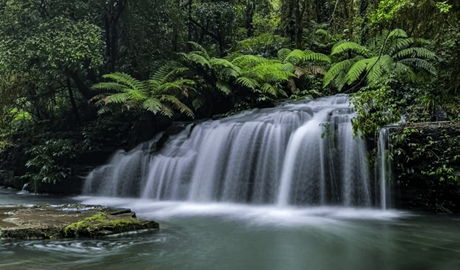 A flowing waterfall surrounded by green ferns and rainforest in Barrington Tops National Park. Photo: Sarah Anderson &copy; Endless Adventure Travel