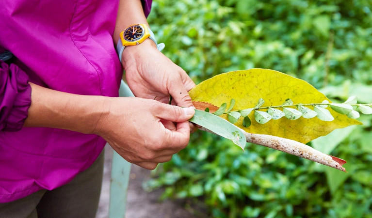 Person holding leaves in Lane Cove National Park. Photo &copy; Forest Minds