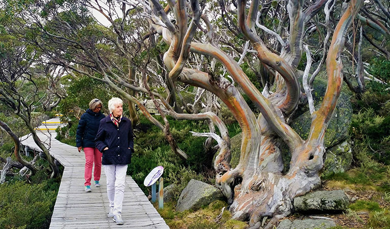 2 people walking along a boardwalk past gnarled trees in Kosciuszko National Park on a tour with Gang Gang Tours. Photo: Janine Becker © Gang Gang Tours