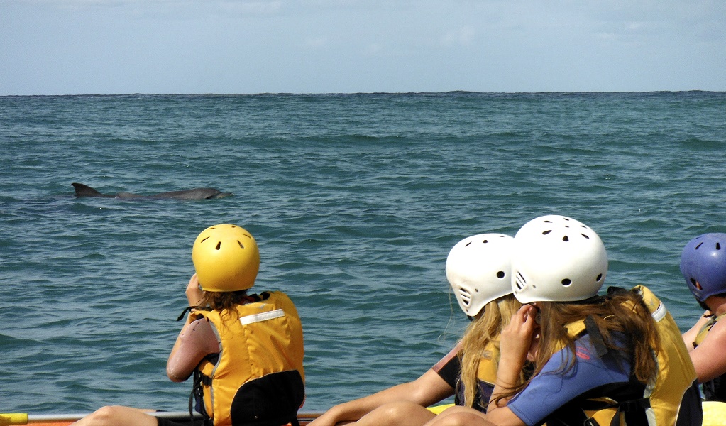 Visitors getting up close with dolphins on tour with Go Sea Kayak Byron Bay. Photo: Kurt Tutt &copy; Go Sea Kayak Byron Bay