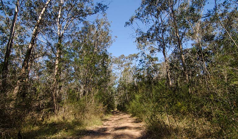 Scheyville National Park, horse-riding trails. Photo: John Spencer/NSW Government