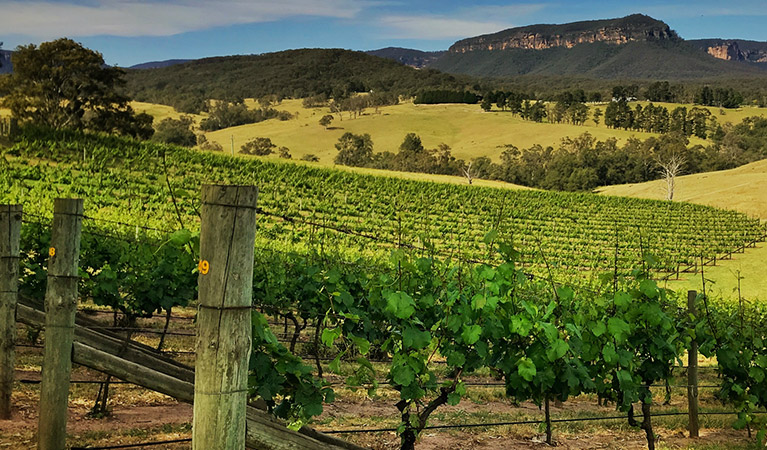 Sweeping view of grape vines in a large vineyard against a backdrop of mountains. Photo © Higher Ground Tours