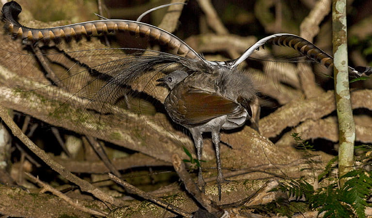 Superb lyrebird showing tail feathers, walking on the forest floor. Photo credit: Albert Schulte &copy; Inala Nature Tours
