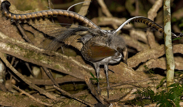 6-day birding and natural history tours