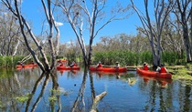 Tour group glides through the water in Macquarie Marshes Nature Reserve. Photo: Bron Powell &copy; Macquarie Marshes Kayak Tours