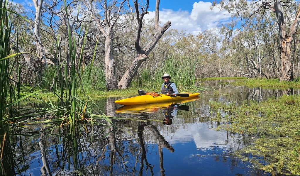 Kayaker explores the wetland in Macquarie Marshes Nature Reserve. Photo: Bron Powell &copy; Macquarie Marshes Kayak Tours