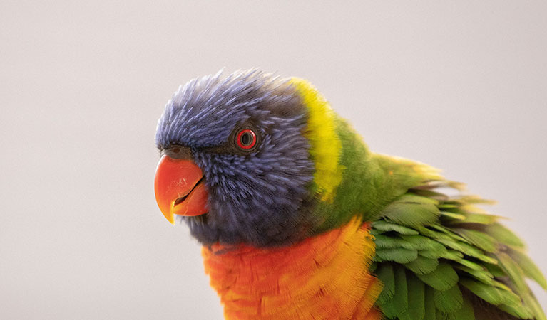 A rainbow lorikeet. Photo: Max de Beer © Malimbe Safaris
