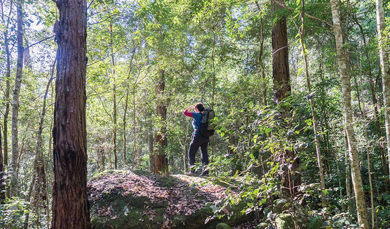 View of a bushwalker with a back pack in forest surrounds. Photo credit: Simone Cottrell &copy; DPIE