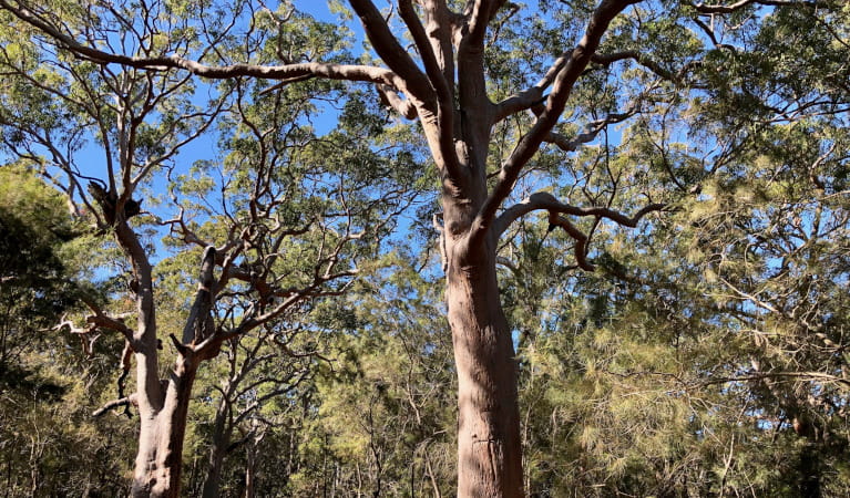 View up to canopy of two large gum trees with some blue sky in background. Photo &copy; Nature Being Australia.