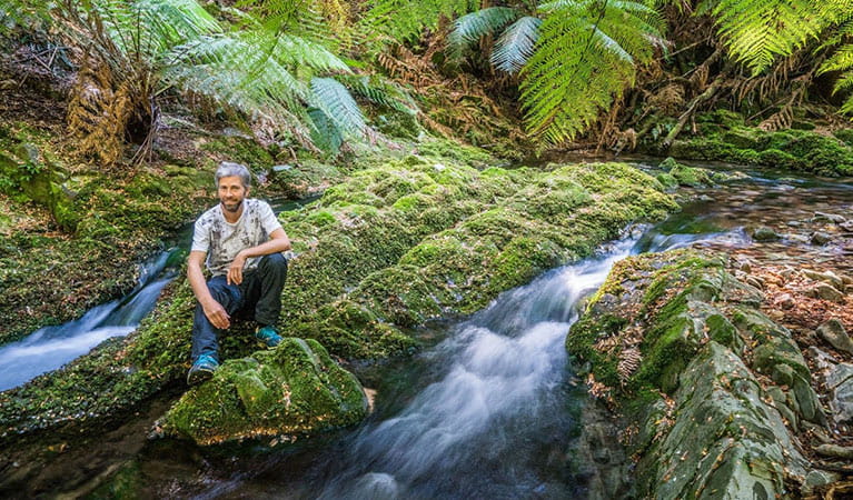 View of a man seated by a stream in a lush rainforest setting with ferns and moss. Photo credit: Dee Kramer &copy; Nature Engagement Tours