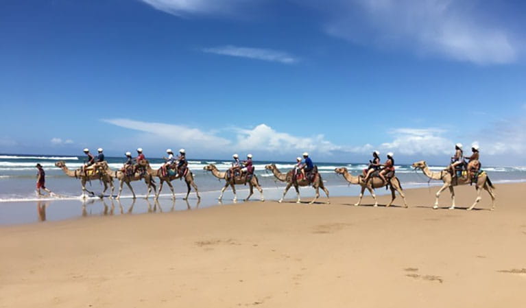 A group of people riding camels along the beach on a guided tour with Oakfield Ranch Camel Rides. Photo credit: &copy; Oakfield Ranch Camel Rides